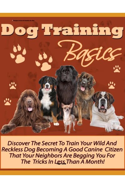 Les bases pour dresser votre chien