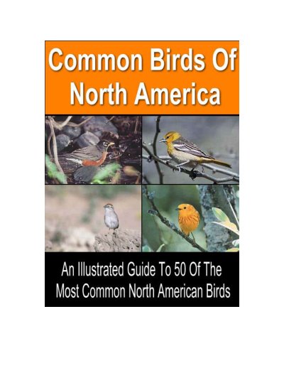 50 Common Birds Of North America
